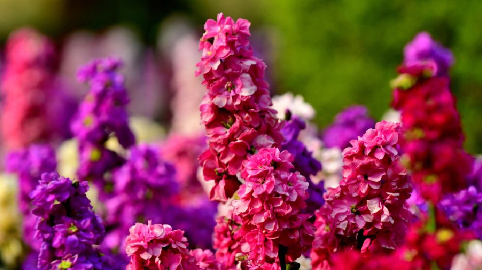 Get your garden ready for the summer matthiola